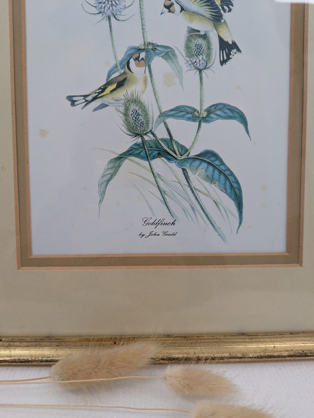 Reproduction John Gould - Image 2